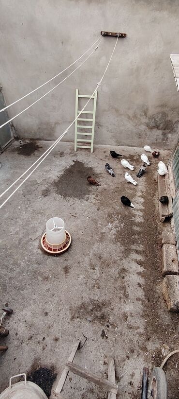 Köhnə tikili: Bakı, Bülbülə qəs., 3 otaqlı, Köhnə tikili, m. Koroğlu, 1 kv. m -da lalafo.az — 19 Köhnə tikili: Bakı, Bülbülə qəs., 3 otaqlı, Köhnə tikili, m. Koroğlu, 1 kv. m — 19