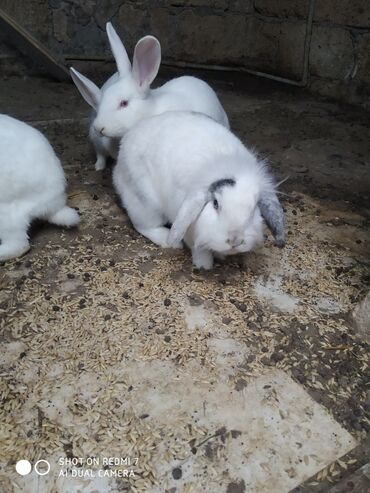 Dovşanlar: Ağ rəngli ev dovşanları – bir neçə fərqli fərd - Rəng: tam ağ — 3