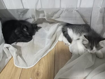 американская енотовая кошка: Кошка даром: Беспородная, 2 месяца, Мальчик, Приучена к лотку