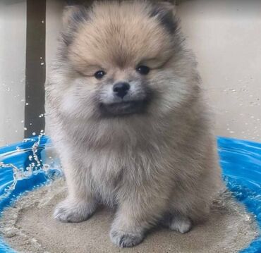 Psi: Oduševićemo vaša srca predivnim Pomerancima iz našeg pažljivo — 4