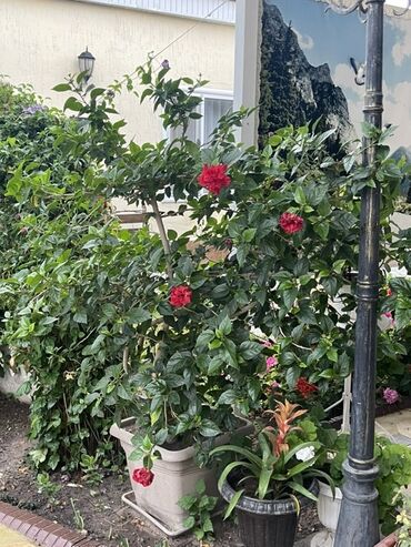 домашний гулдор: Комнатные и уличные декоративные растения в кадках/горшках: -
