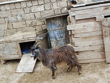 ereb keçisi: Erkək, Alpine, Hələb, Zanen, il: 1, 27 kq, Damazlıq, Ətlik, Ünvandan götürmə