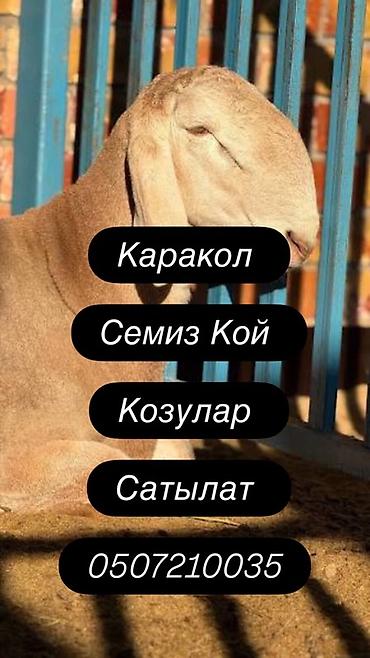 алабай самка: Продаю | Овца (самка), Ягненок, Баран (самец) | Гиссарская, Полукровка, Долан — 1