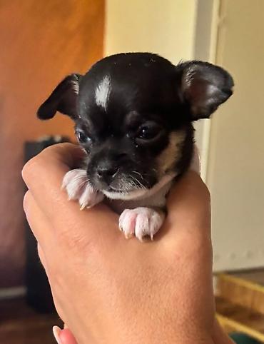 doberman cena: Čivava štene prelepa Civava Chihuahua apple head Kratkodlake čivave — 1