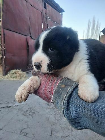 Продажа собак: Щенки Алабай Две большие по 8000 остальные по 6000?рас: палевый с — 9