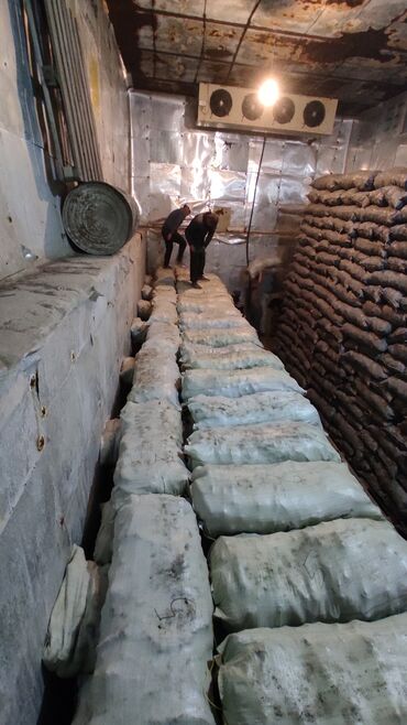 Овощи: Саженцы овощей: Морковь — 16