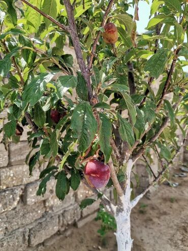 Bağ evlərinin satışı: Bakı, Şüvəlan qəs., 95 kv. m, 3 otaqlı, İnternet, Telefon, Qaz -da lalafo.az — 7 Bağ evlərinin satışı: Bakı, Şüvəlan qəs., 95 kv. m, 3 otaqlı, İnternet, Telefon, Qaz — 7