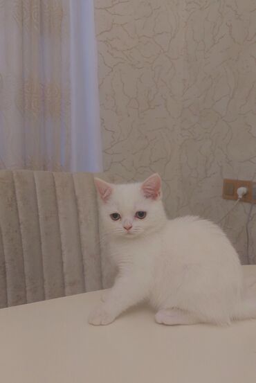pişiy: Британская, Самка, Самовывоз, Платная доставка