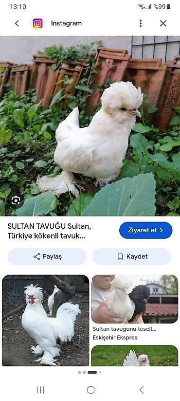 tutuquşu show jumbo: Sultan toyuğu alıram razılaşma yolu ilə — 1