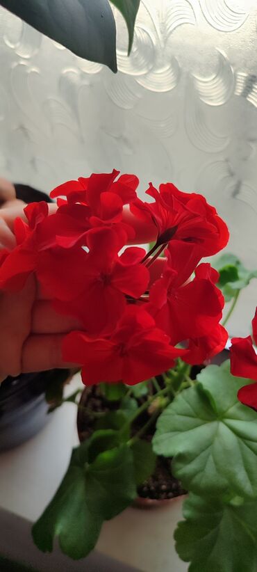 Другие комнатные растения: Бишкек мкрн Кок Жар и рабочий городок! Пеларгония карликовая - — 10