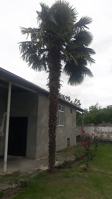 meyvə agaclari: Dekorativ palma ağacı (Trachycarpus fortunei – külək palma/çin — 1