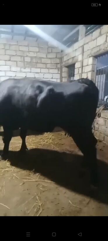 Inəklər, öküzlər: Erkək, il: 3, 900 kq, Ətlik — 9