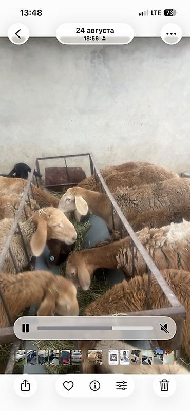 шлейки для кошек: Срочно срочно козулар сатылат мал кылганы алганмын озум ургачы козулар — 2