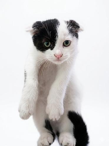 кошка шотландская цена: Шотландские вислоухие котята (Scottish Fold), окрасы: бело‑чёрный и — 1