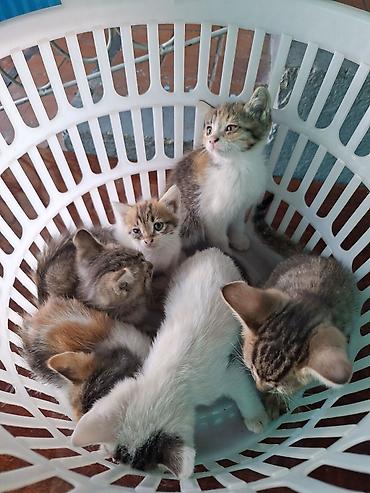 котят ош: Отдам котят. 3 мальчика 3 девочки. котятам 2 месяца, кушают сами уже — 1