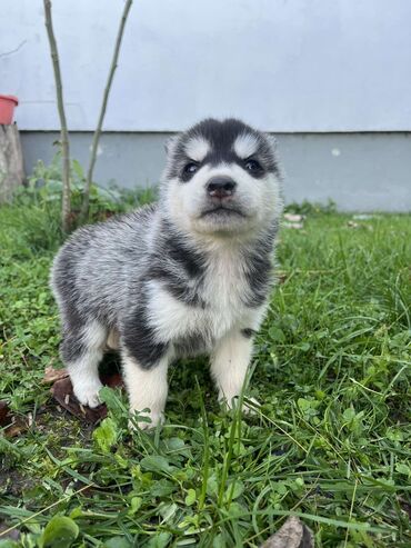 Psi: Sibirsky haski štenci - Leglo prelepih štenaca sibirskog haskija na lalafo.rs — 4 Psi: Sibirsky haski štenci - Leglo prelepih štenaca sibirskog haskija — 4