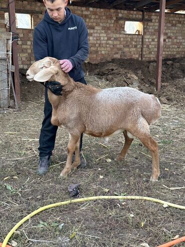 продаю музоо торпок корова самка бык самец айрширская ангус алатауская на забой для разведения на откорм племенные нетель привязанные: Продаю | Баран (самец) | Арашан | На забой, Для разведения | Племенные