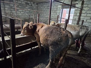 it adları erkek: Iki eded erkek dana satilir bordaga cox gözel.ag dana sort cins — 3