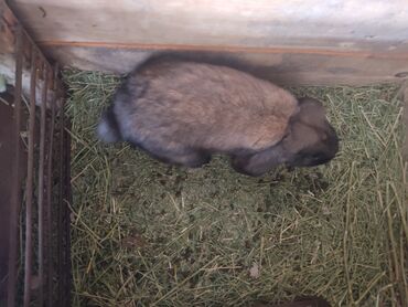 купить декоративную крысу: Кролик породы баран (вислоухий). - Окрас: серо-коричневый at lalafo.kg купить декоративную крысу: Кролик породы баран (вислоухий). - Окрас: серо-коричневый