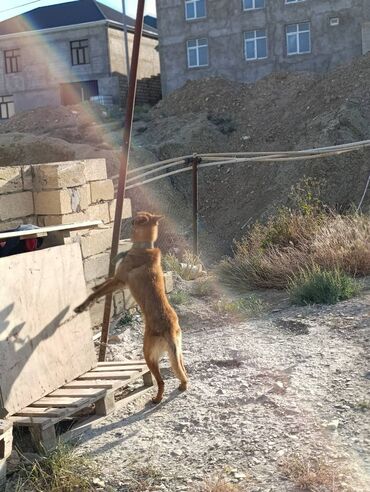 İtlər: Belçika çoban iti, 1 il, Dişi, Ünvandan götürmə
