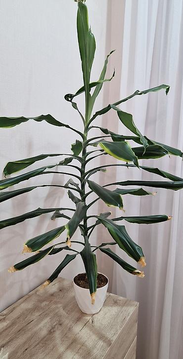 драцена: Dracena fragrans otaq bitkisi — 2