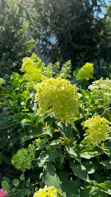 саженцы малины геракл: 🌸 Гортензия метельчатая сатылат! 🌸 Керемет гүлдөй турган, кооздугу