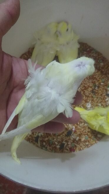 Tutuquşları: Yaponiclər və yaponicdən dömmələr — 16