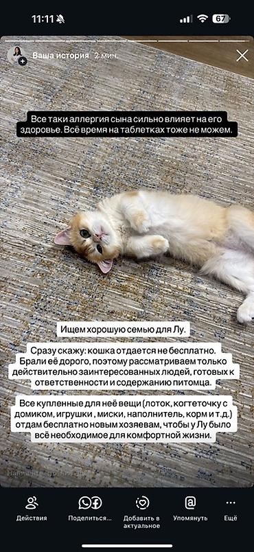скотский рынок: Если кто-то давно мечтал о котенке или искал именно такую породу - — 1