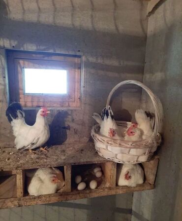 Куры, петухи: Продаю | Петух, Куры — 1