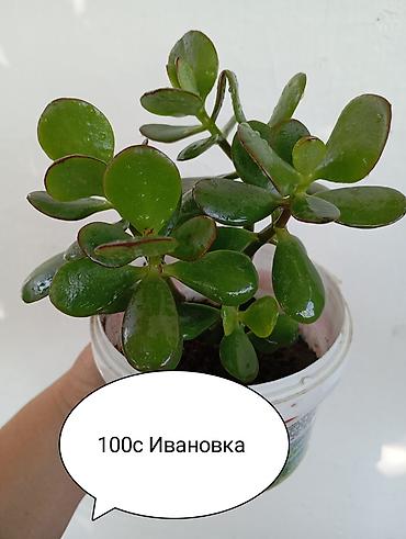 живая фороль: Комнатные растения в горшках: - Денежное дерево (крассула — 1