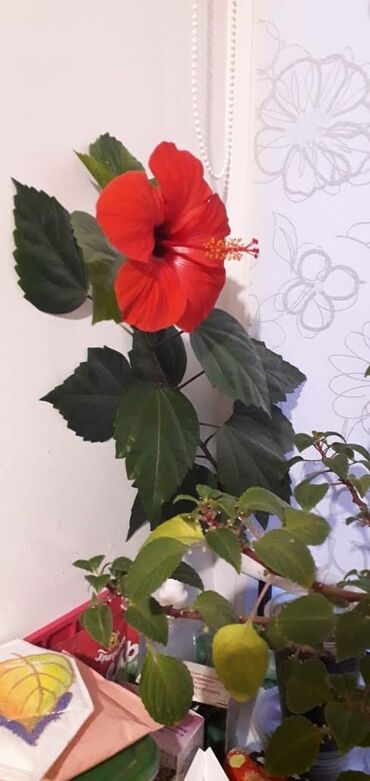 купить гибискус комнатный: Китайская роза, гибискус, цветет красными цветами, черенки с хорошими