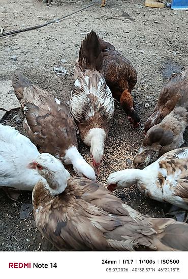 qumru quşu rusca: Karişnivi lal ördək — 2