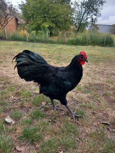 farmerke na lastrez: Australorp petlovi na prodaju