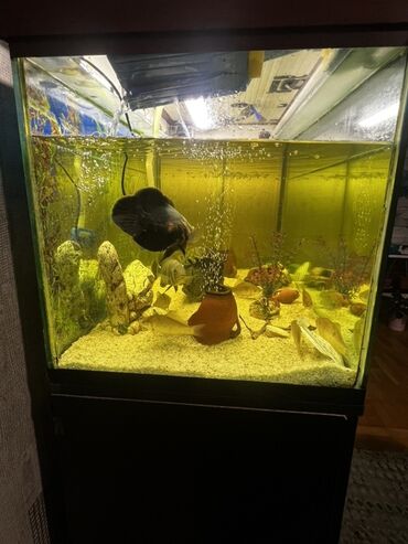 Akvariumlar: Böyük ölçülü şüşə akvarium komplekti - Ön və yanları şəffaf şüşəli — 12