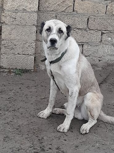 İtlər: Salam hamıya! çox sağlam və gözəl küçüklər satılır! 2 aylıg, erkək və — 10