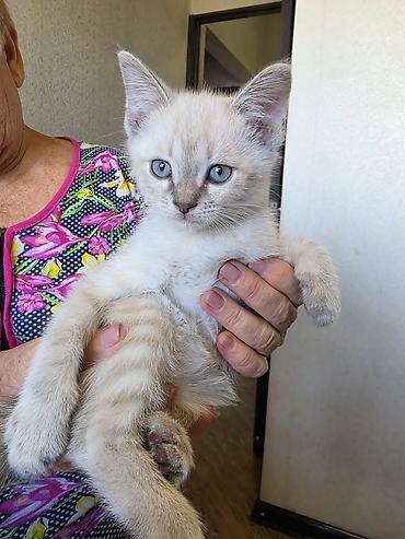 сиамский: Кошка даром: Сиамская, 2 месяца, Мальчик — 5