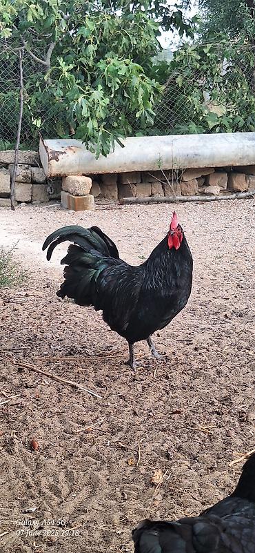 bit darağı: Avstalorp Cinsi xoruz – tam qara — 2