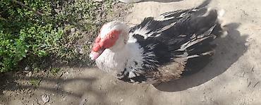 K/t heyvanları və malları: Lal ordektam damazlig,saglam erkey,1yasi var,4kg cekisi — 2