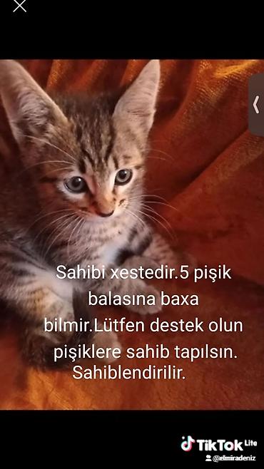 pişik südü: Sibir, Erkək, Dişi, Ünvandan götürmə — 8