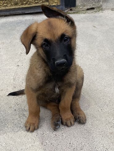 pomeranian satış: Belçika çoban iti, 3 ay, Erkek, Sənədli, Ünvandan götürmə