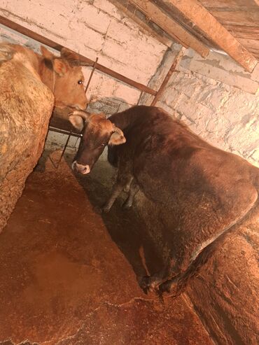 Inəklər, öküzlər: 3 de qisir iney 4850 ze deyirem kom satilir tekliyende qiymet ferqli — 11