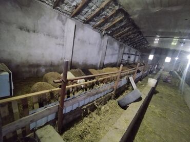 Anbar və emalatxanalar: Ferma/təsərrüfat sahəsi40 baş iri buynuzlu heyvan saxlanılması üçün — 9