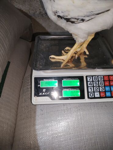 Ticarət tərəziləri: Məhsu:lcolpalar 46 günlükdür. 3 defe vaksin olub. Çəkiləri 700-980 — 8