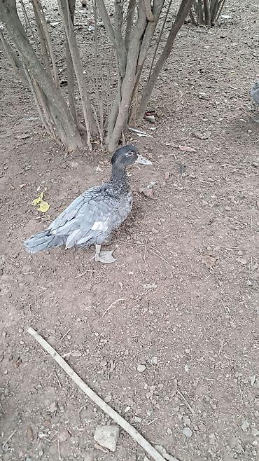 pitbul satışı: Erkək, | Lal ördək, Damazlıq — 1