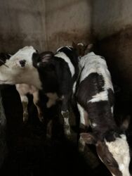 хомяк даром: Продаю | Музоо, торпок | Полукровка | На откорм | Искусственник