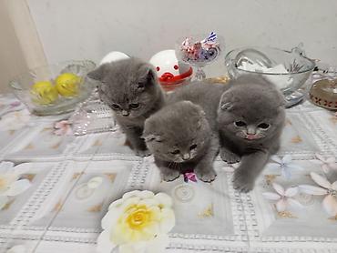 Pişiklər: Şotland, Erkək, Dişi, Yaxşı əllərə, Ödənişli çatdırılma, Ünvandan götürmə, Rayonlara çatdırılma — 3