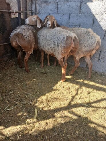 объявления о найденных животных: Продаю | Овца (самка) | Арашан | Для разведения | Матка