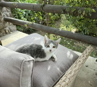 Pişiklər: Dişi, Yaxşı əllərə — 5