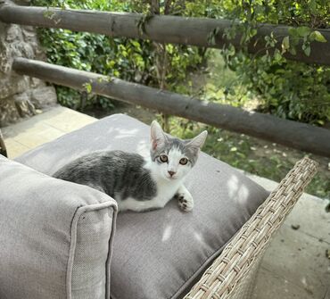 Pişiklər: Dişi, Yaxşı əllərə — 2