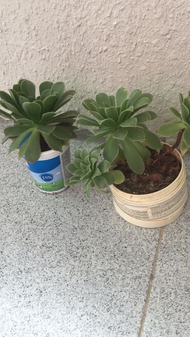 Otaq bitkiləri: Otaq bitkiləri — 9